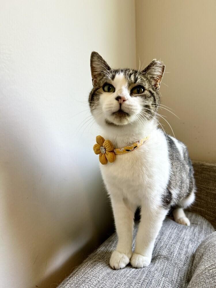 Enlarge Moo, a Adoptable American Shorthair in Ronkonkoma, NY image 3/5