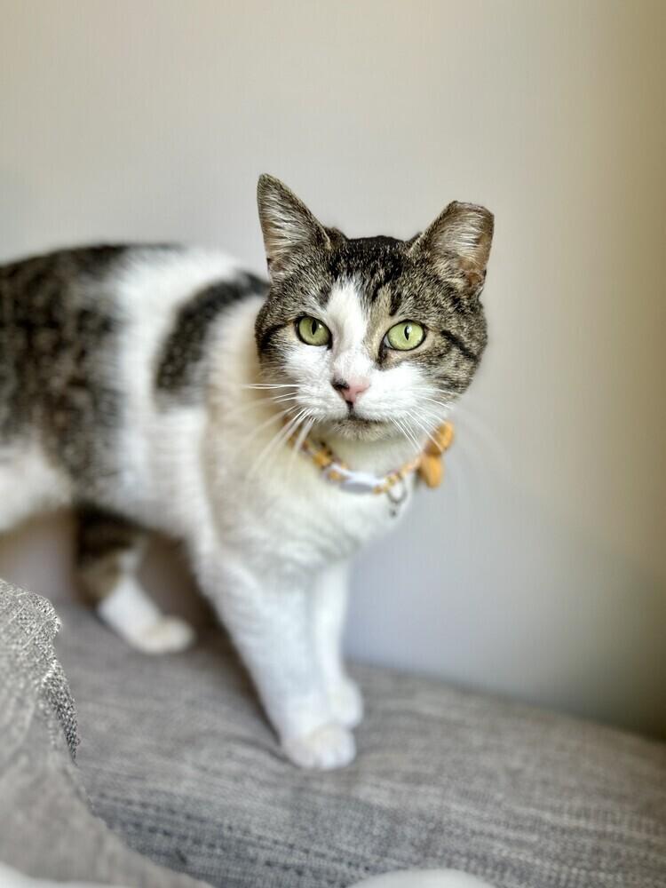 Enlarge Moo, a Adoptable American Shorthair in Ronkonkoma, NY image 4/5