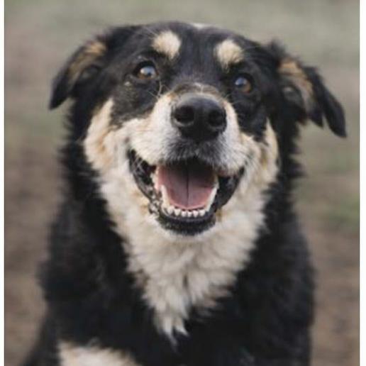 Annabelle, Adoptable, Young Female Pomeranian & Husky.