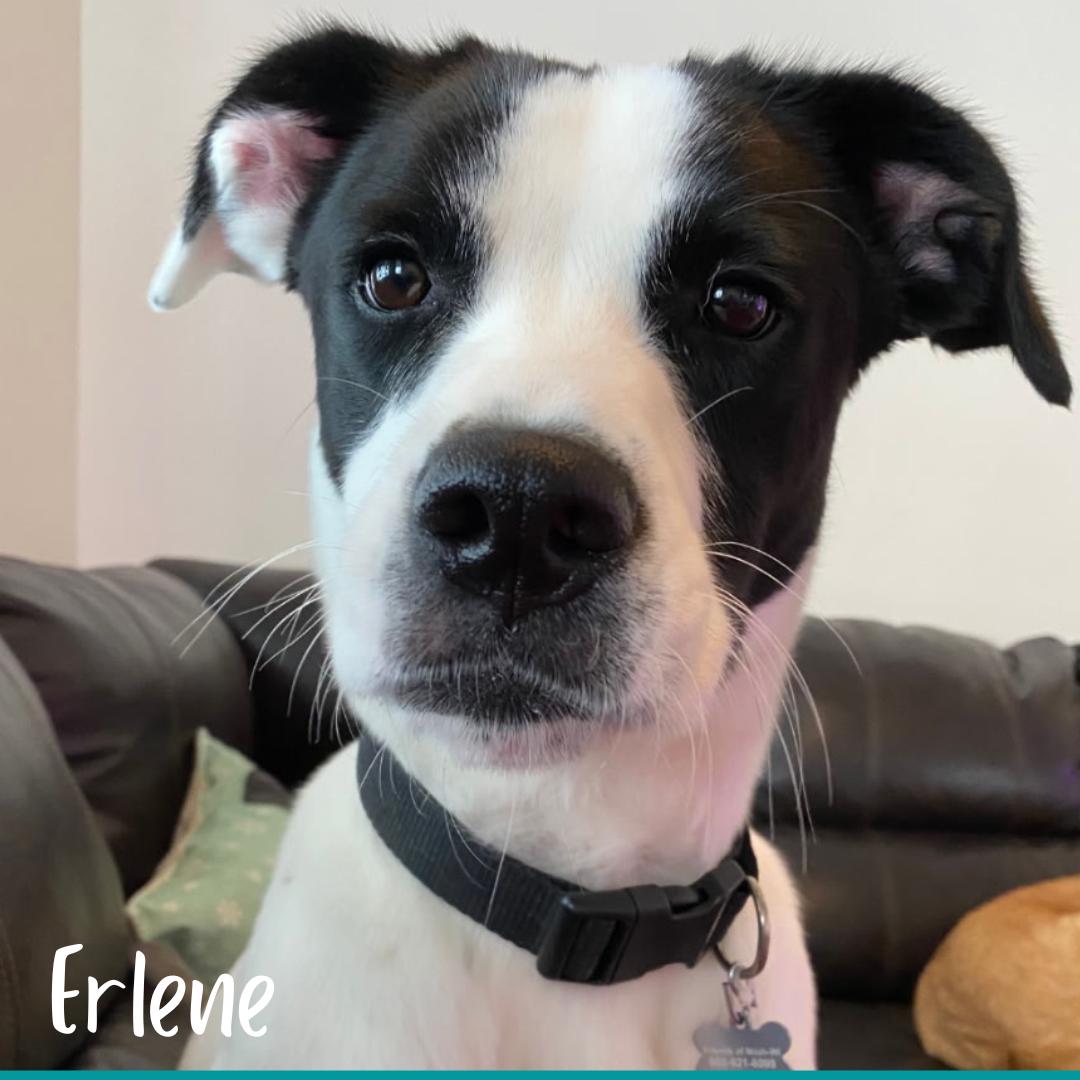 Erlene, adopted, Adult Female Pointer.