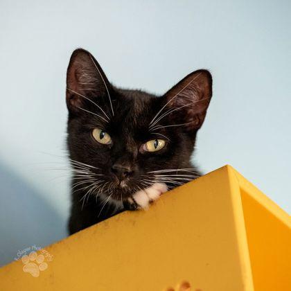 Dotty, a Adoptable mixed breed in Honolulu, HI image 1/3