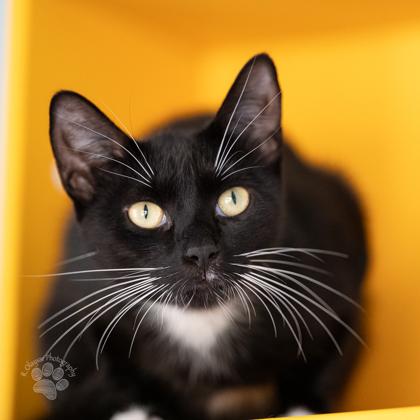 Dotty, a Adoptable mixed breed in Honolulu, HI image 2/3