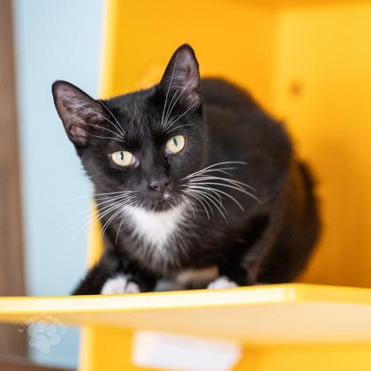 Dotty, a Adoptable mixed breed in Honolulu, HI image 3/3