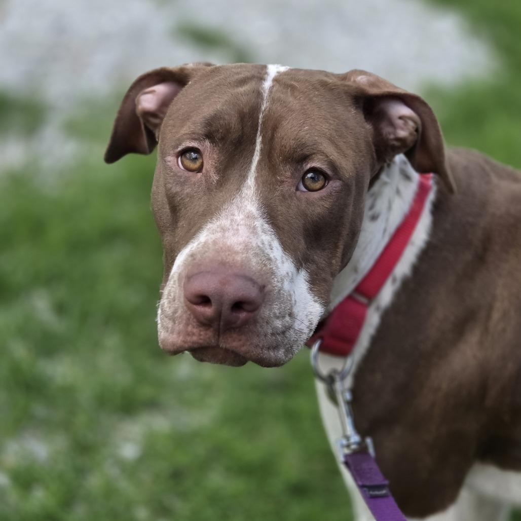 Dolly, Adoptable, Young Female Pit Bull Terrier & German Shorthaired Pointer.