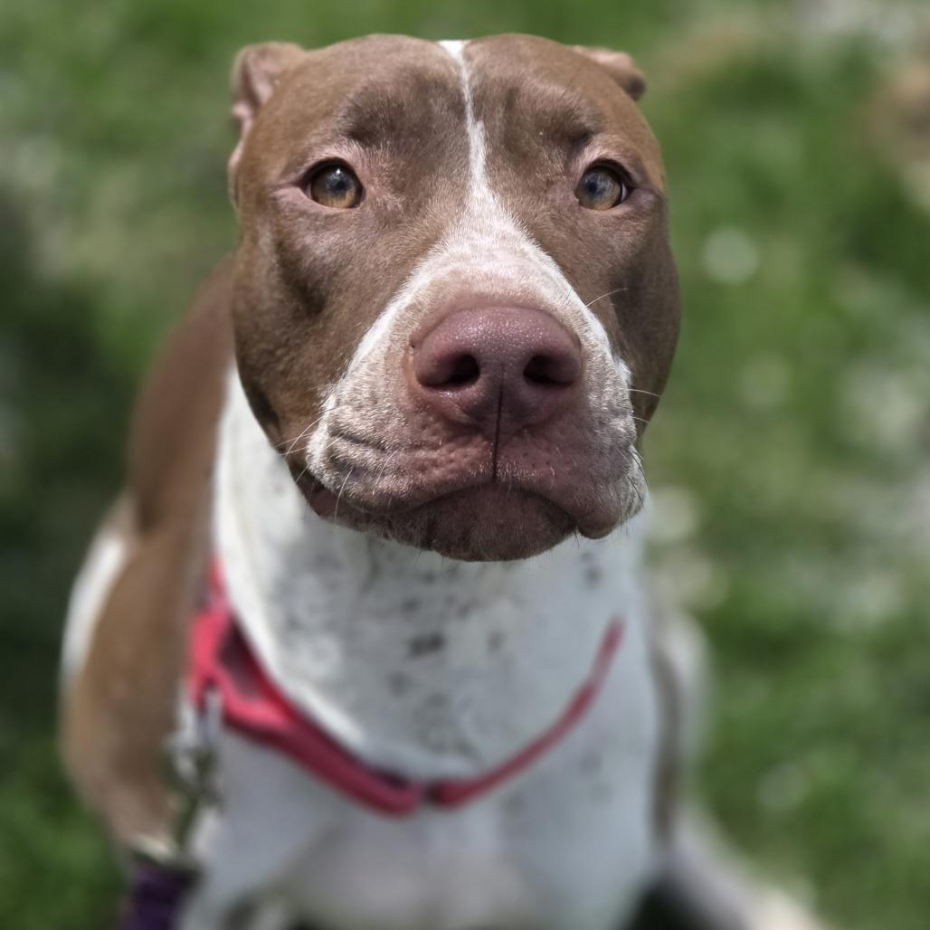 Enlarge Dolly, a Adoptable mixed breed in Pittsford, VT image 2/3