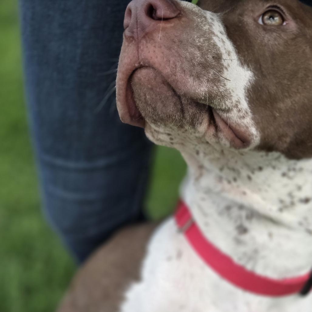 Enlarge Dolly, a Adoptable mixed breed in Pittsford, VT image 3/3
