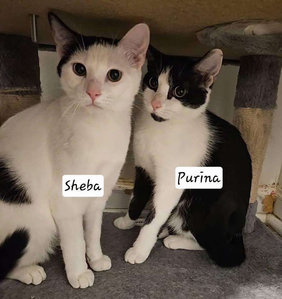 Purina, Adoptable, Young Female Domestic Short Hair.