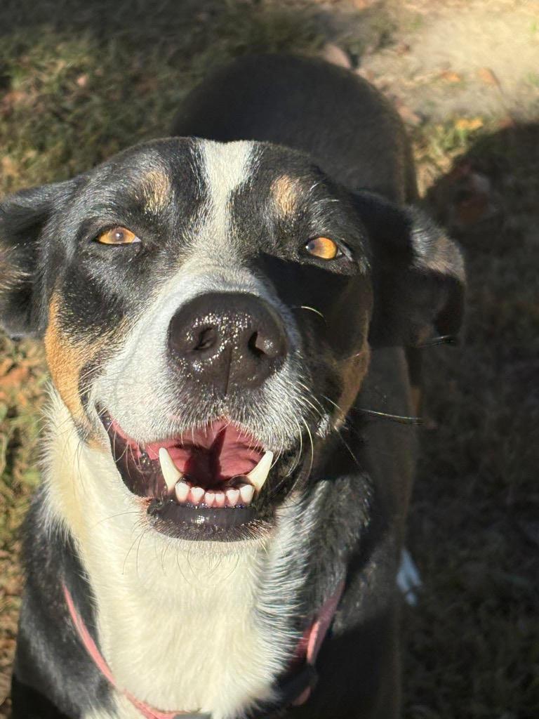 Maggie, Adoptable, Adult Female Hound & Mixed Breed.
