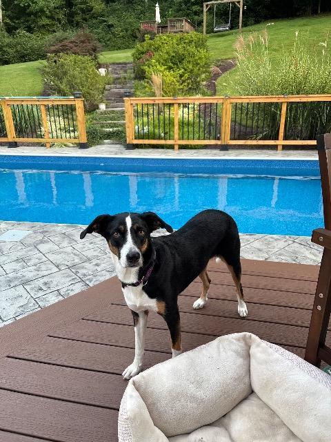 Enlarge Maggie, a Adoptable mixed breed in Hampton, VA image 2/2