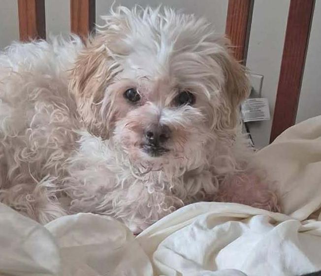 Percy, Adoptable, Senior Male Pekingese & Poodle.