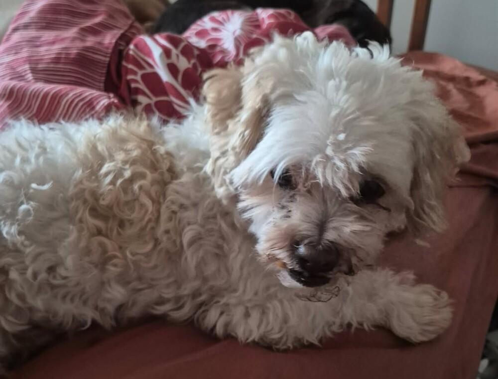 Enlarge Percy, a Adoptable mixed breed in Woodbridge, VA image 2/2