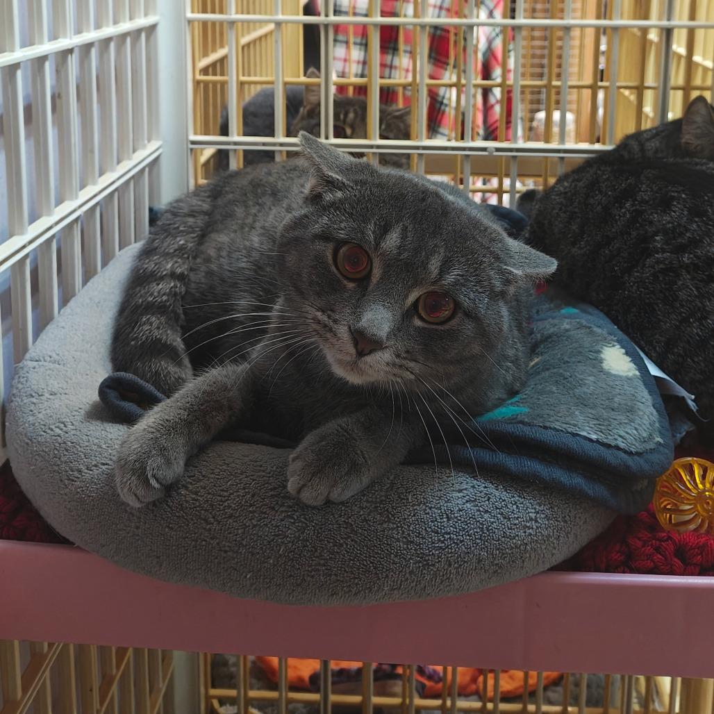 Enlarge Smokey, a Adoptable Domestic Short Hair in Madison, WI image 1/3