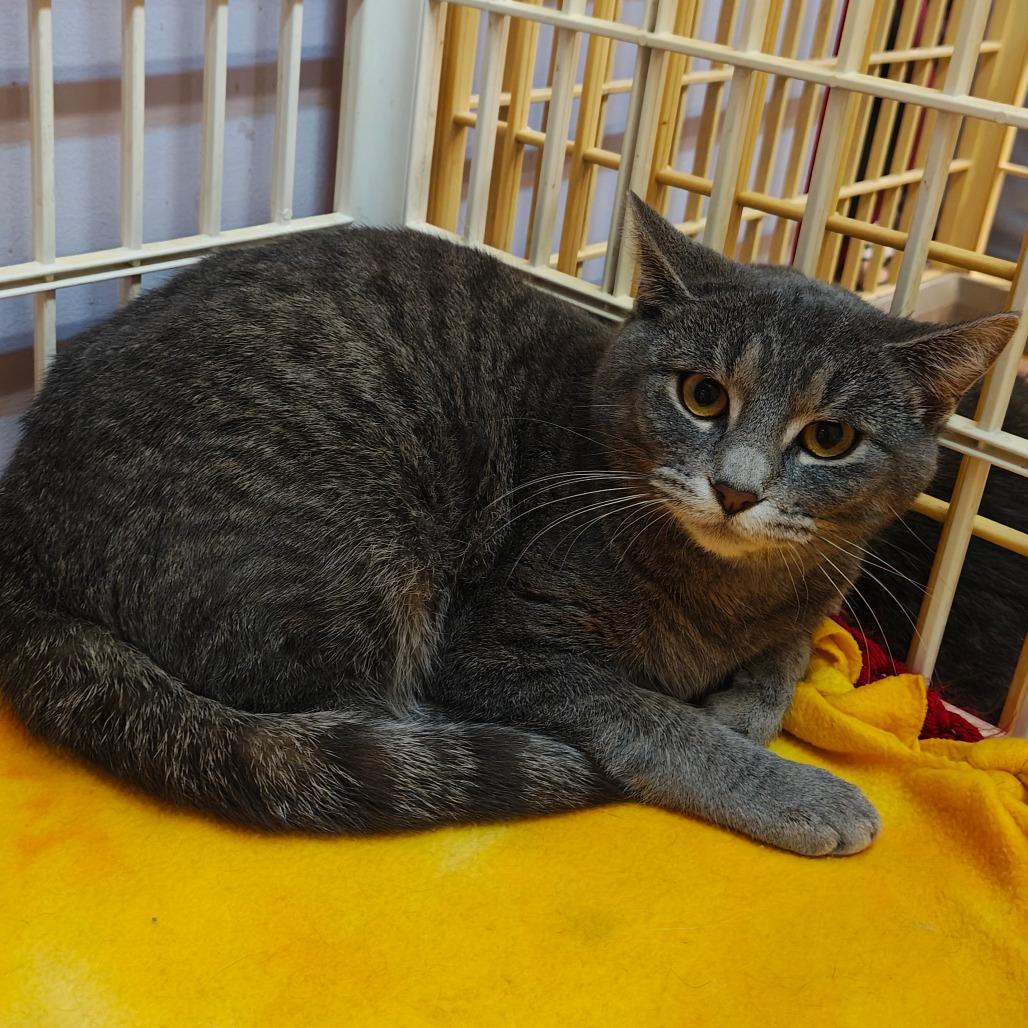 Enlarge Smokey, a Adoptable Domestic Short Hair in Madison, WI image 2/3