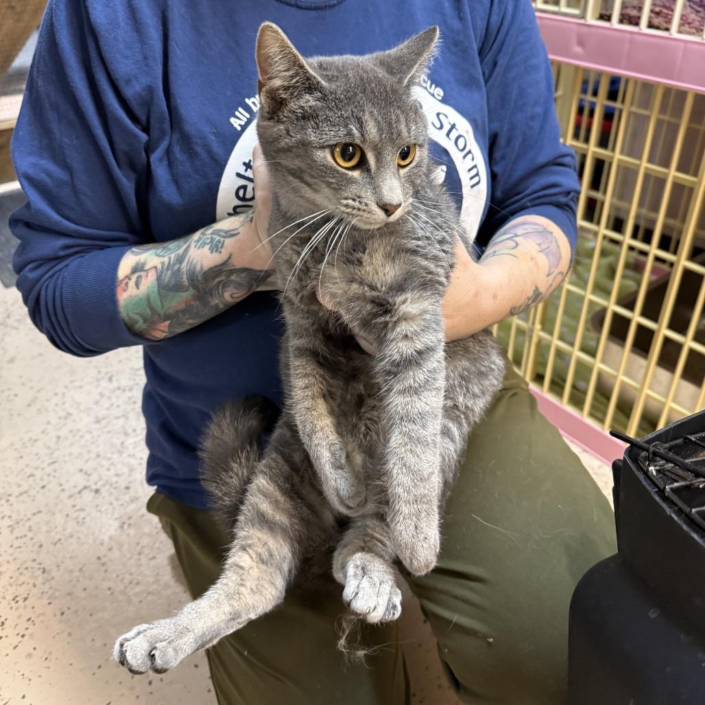 Enlarge Smokey, a Adoptable Domestic Short Hair in Madison, WI image 3/3