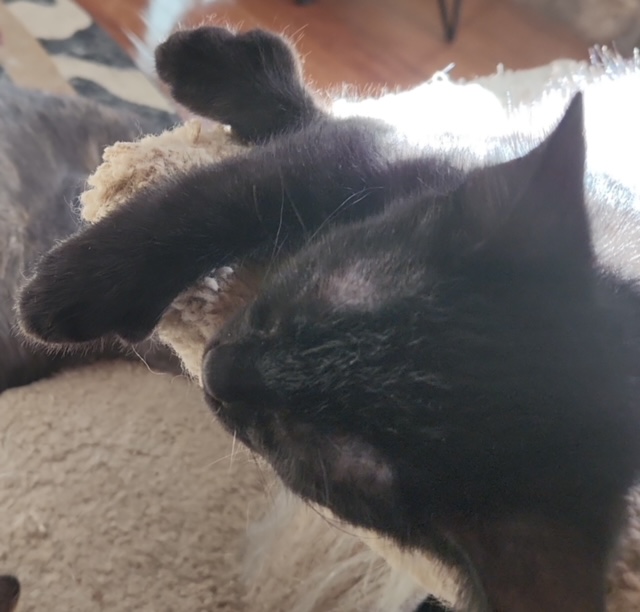 Midnite, an adopted Domestic Medium Hair in Louisville, KY_image-1