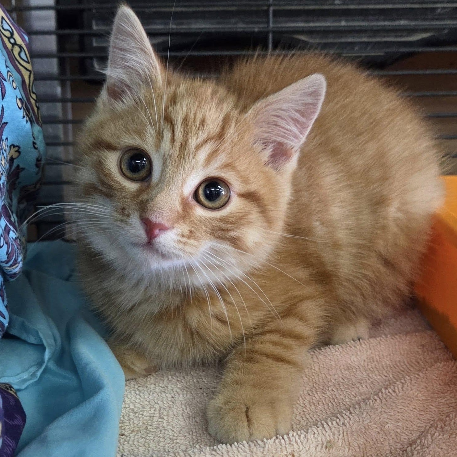 Enlarge Tangerine, a Adopted Tabby in Martinsburg, WV image 1/1