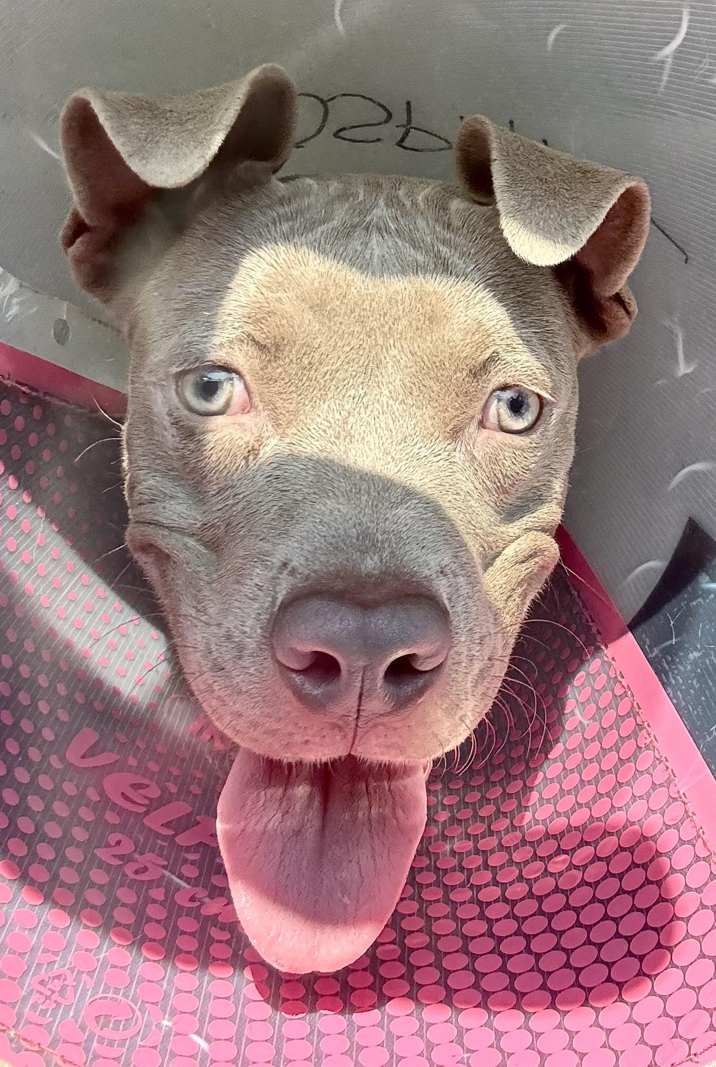 Enlarge DYLAN, a ADOPTABLE Pit Bull Terrier in Thousand Oaks, CA image 2/5