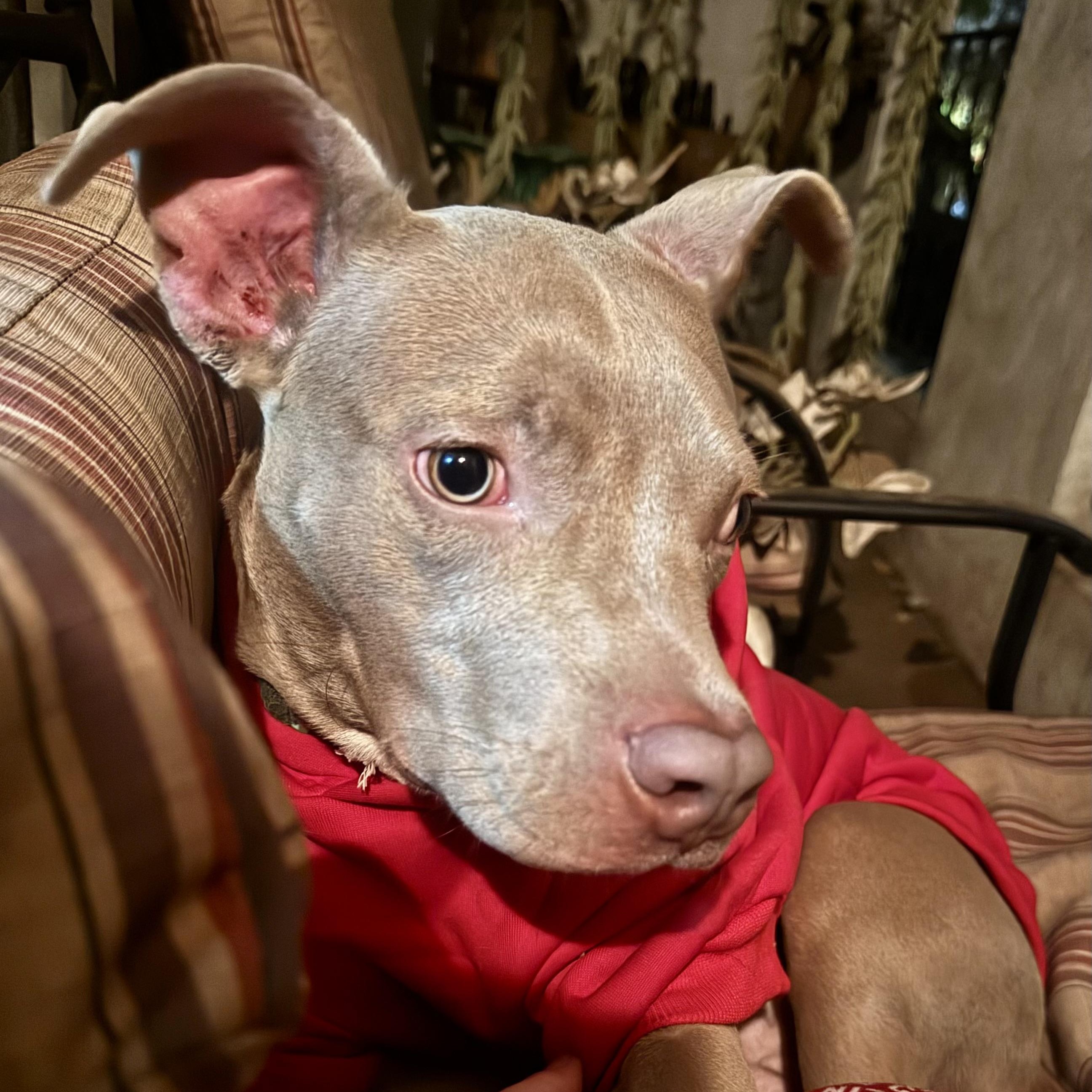 Enlarge DYLAN, a ADOPTABLE Pit Bull Terrier in Thousand Oaks, CA image 1/5