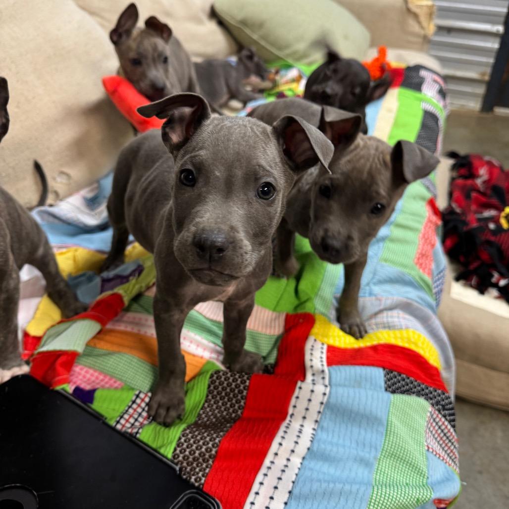 Frost, Adoptable, Puppy Male Pit Bull Terrier.