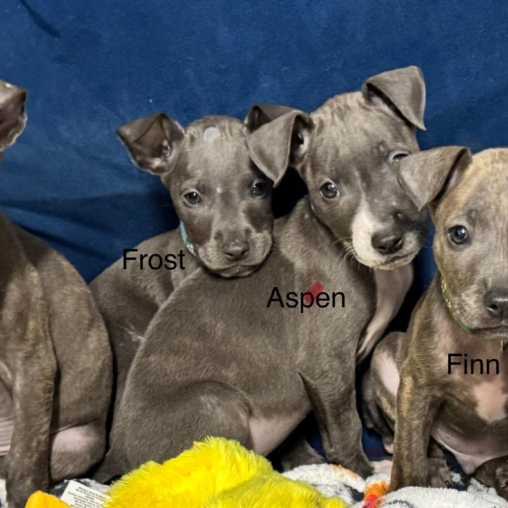Enlarge Frost, a Adoptable Pit Bull Terrier in Pinson, TN image 1/3