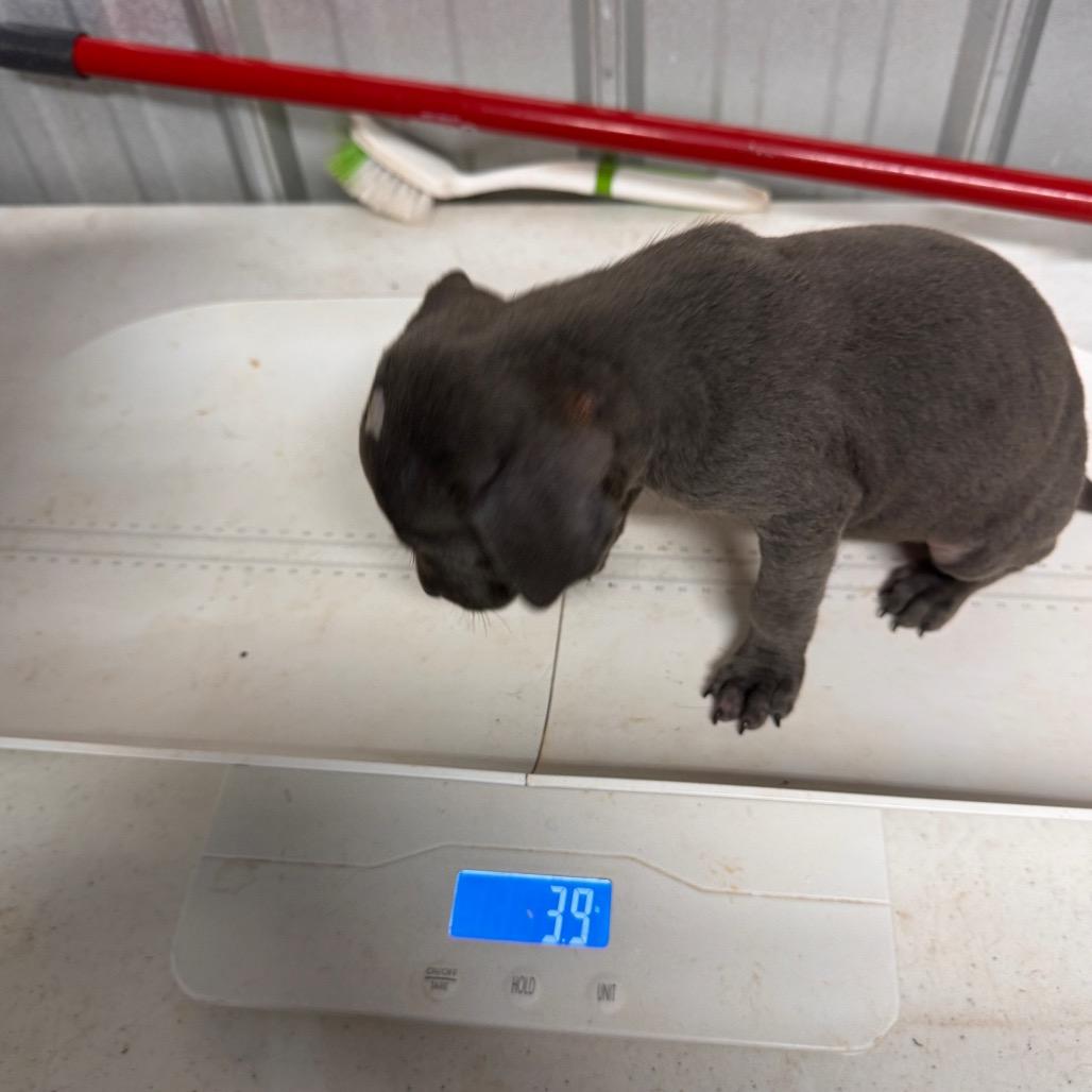 Enlarge Frost, a Adoptable Pit Bull Terrier in Pinson, TN image 2/3