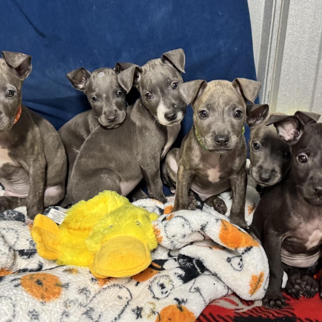Enlarge Frost, a Adoptable Pit Bull Terrier in Pinson, TN image 3/3