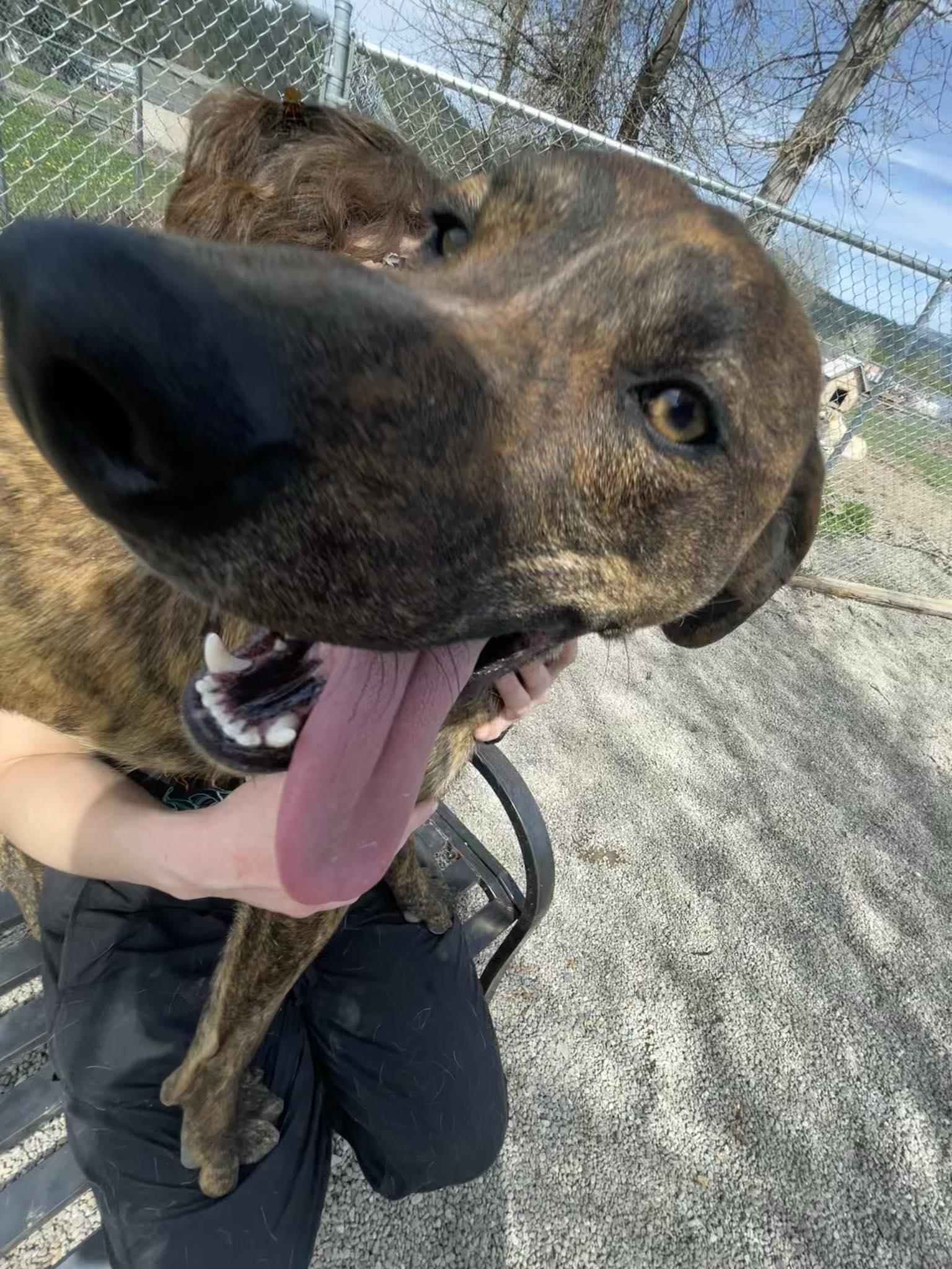 Enlarge Bron, a Adoptable mixed breed in St. Maries, ID image 4/6