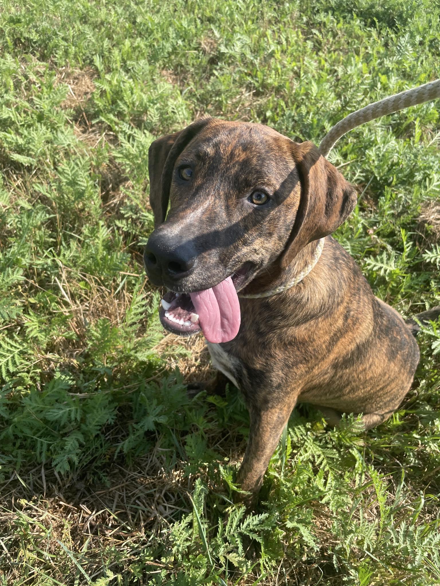 Enlarge Bron, a Adoptable mixed breed in St. Maries, ID image 1/6