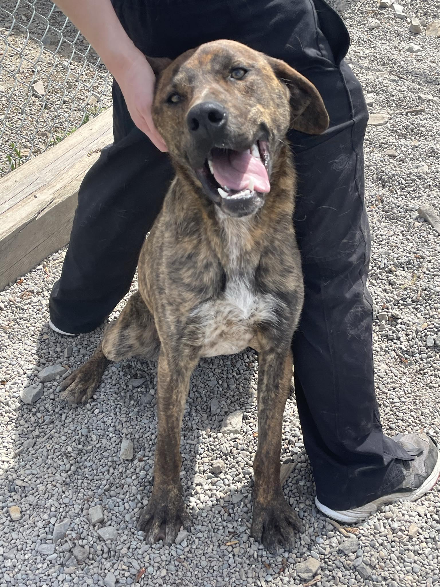 Enlarge Bron, a Adoptable mixed breed in St. Maries, ID image 2/6