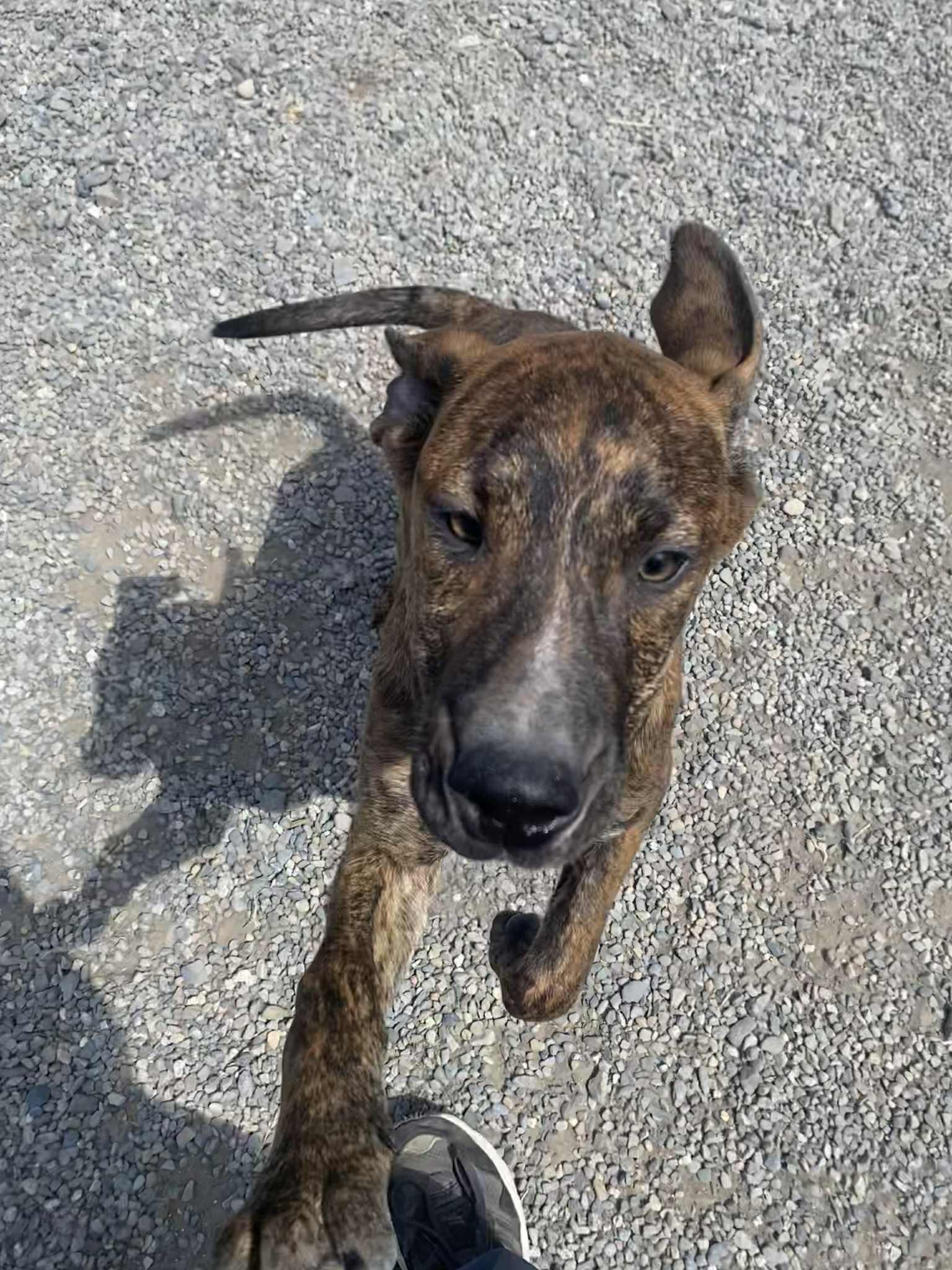 Bron, a Adoptable mixed breed in St. Maries, ID image 1/3