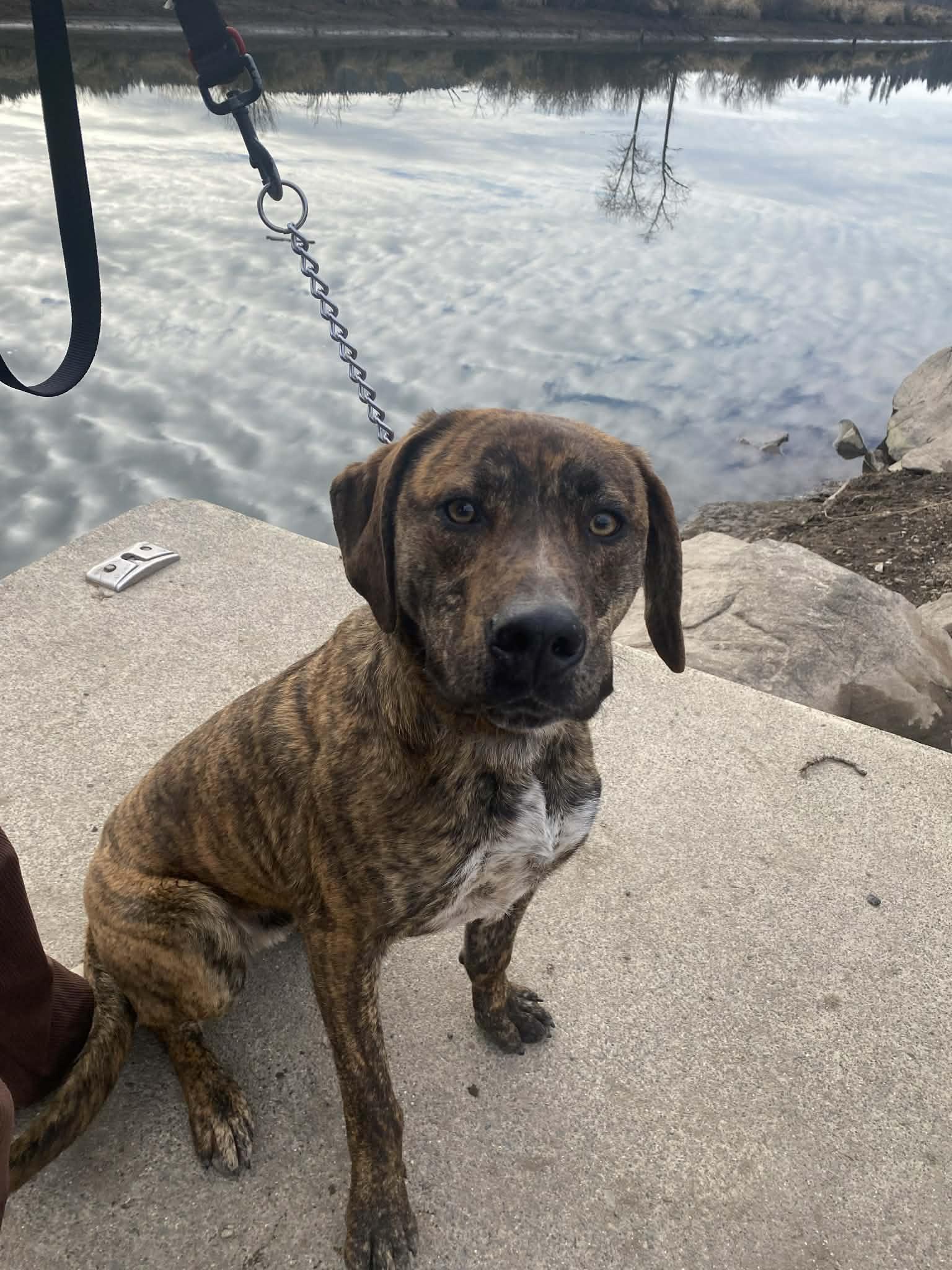 Enlarge Bron, a Adoptable mixed breed in St. Maries, ID image 5/6