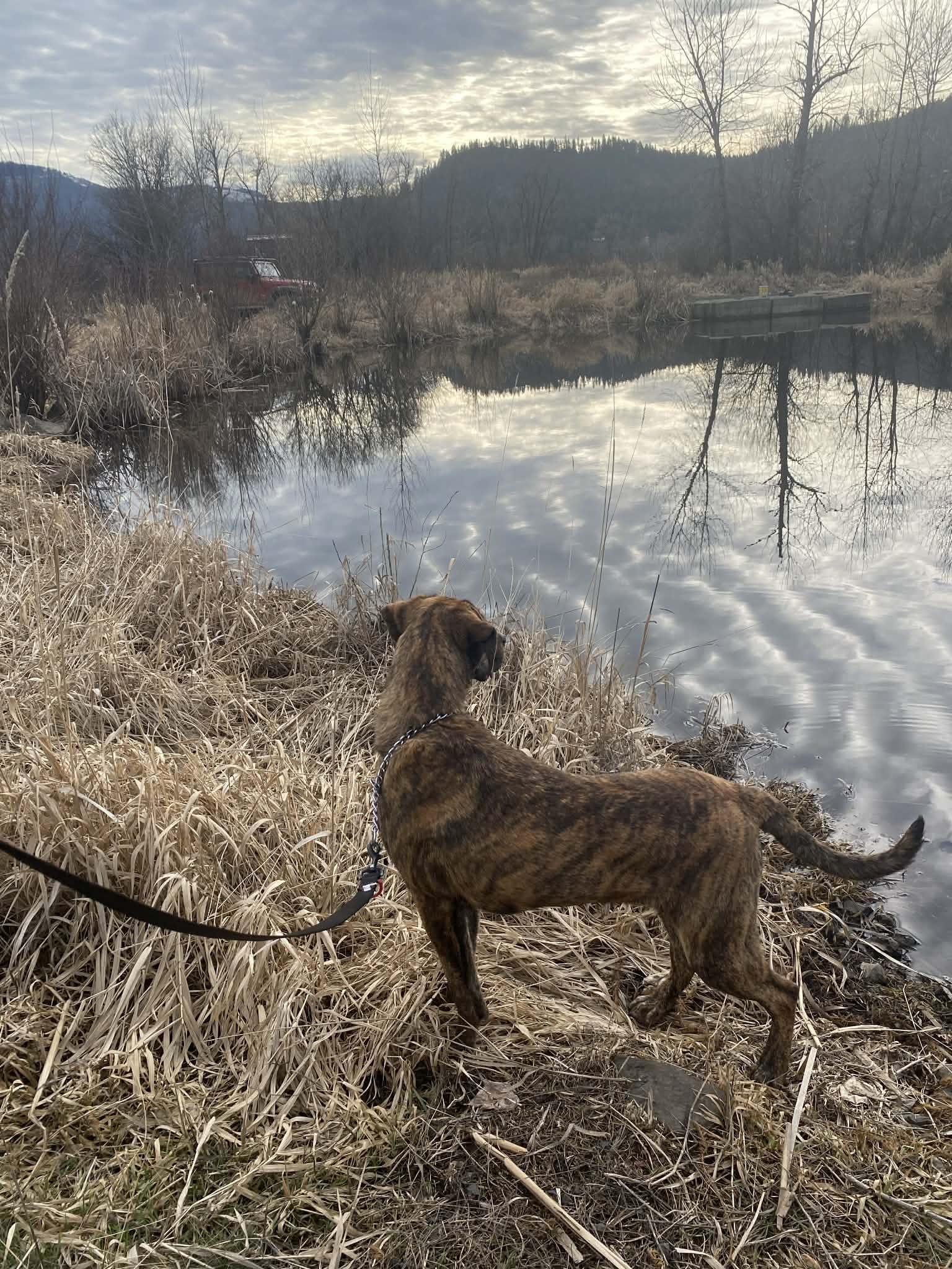 Enlarge Bron, a Adoptable mixed breed in St. Maries, ID image 6/6