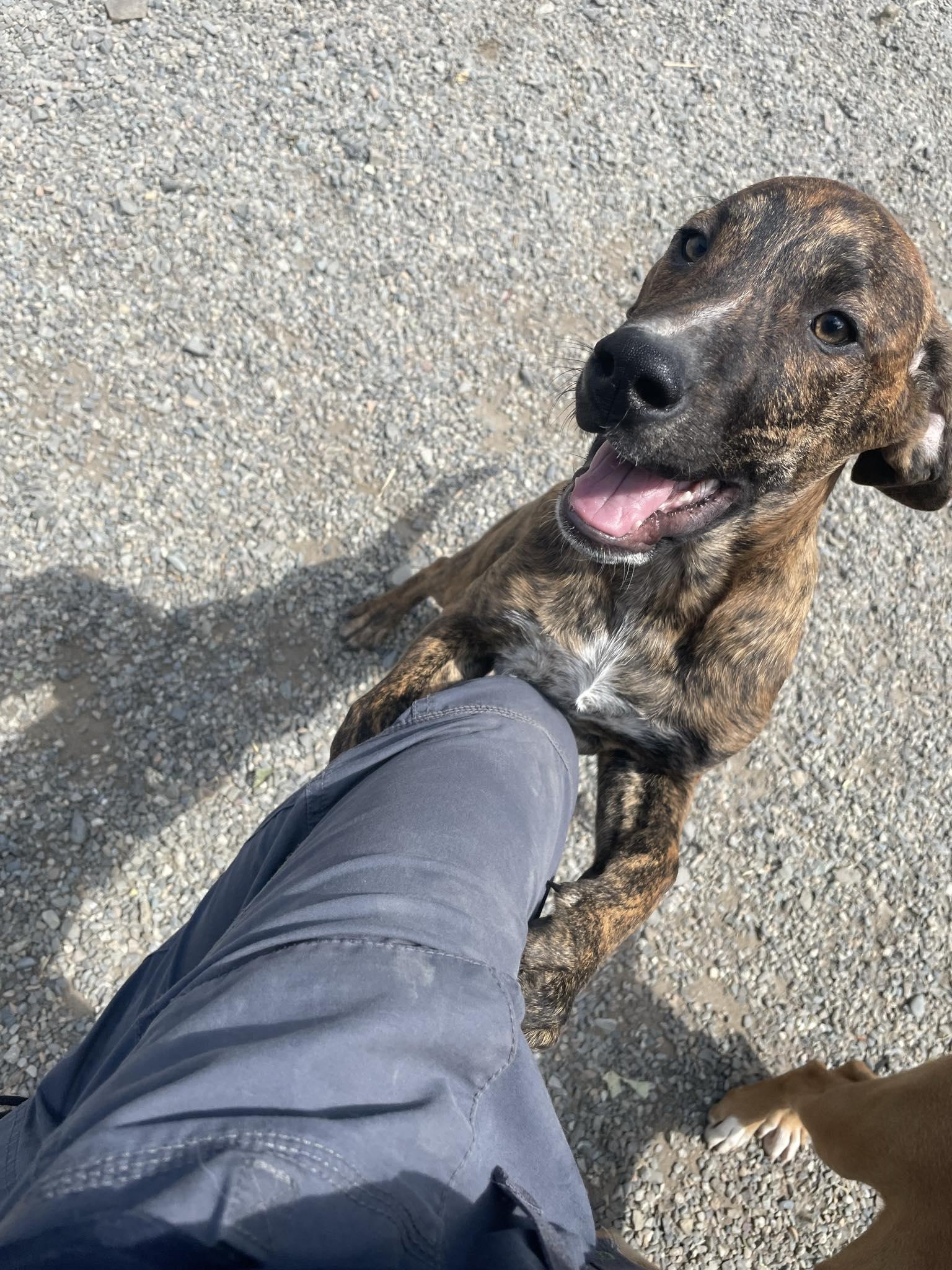 Bron, a Adoptable mixed breed in St. Maries, ID image 2/3