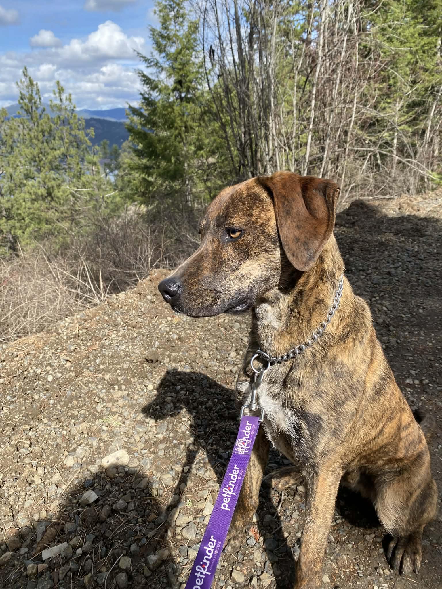 Enlarge Bron, a Adoptable mixed breed in St. Maries, ID image 3/6
