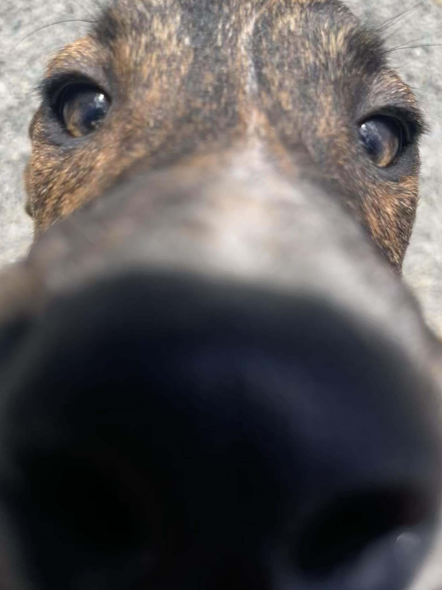 Bron, a Adoptable mixed breed in St. Maries, ID image 3/3