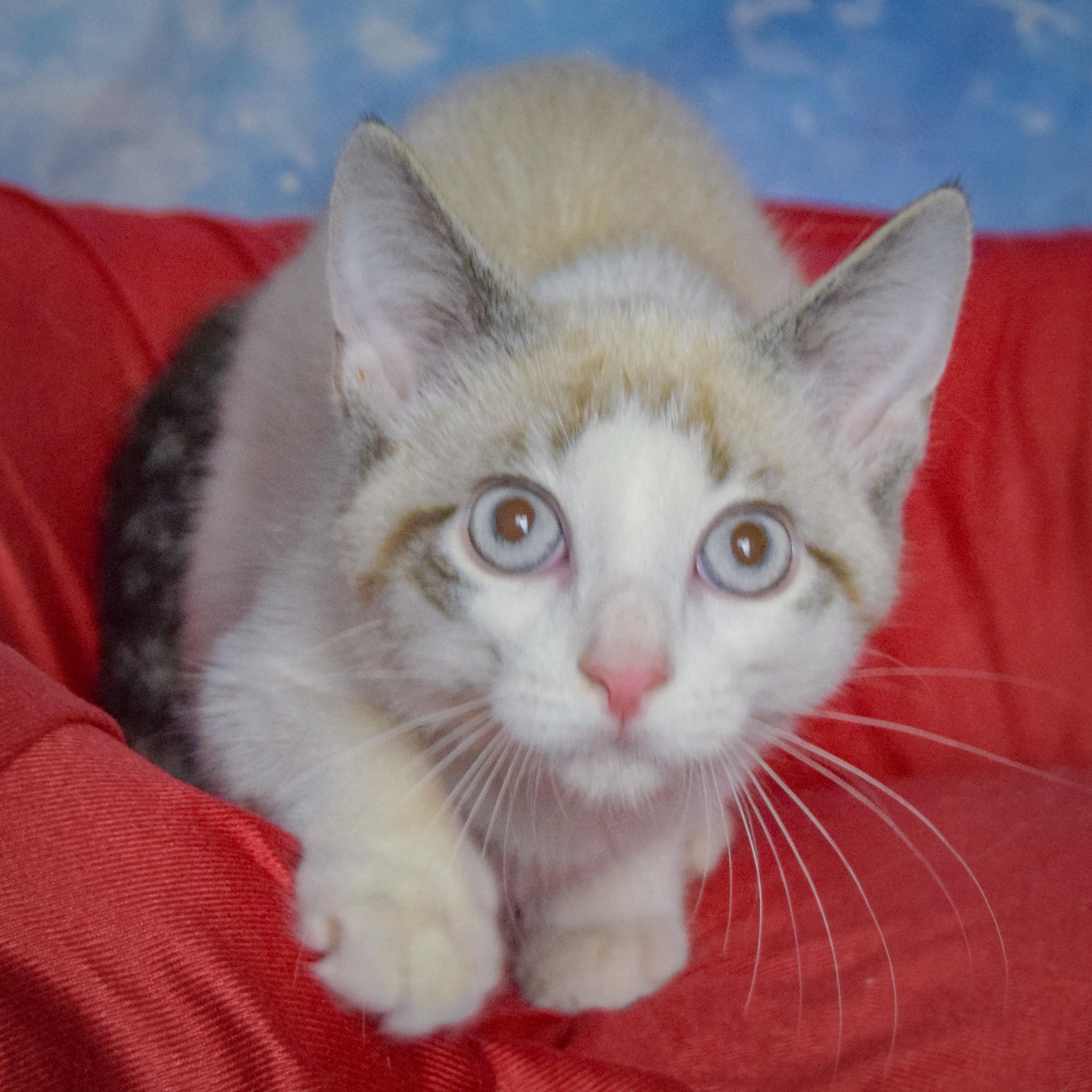 Enlarge Adam, a Adoptable mixed breed in Huntley, IL image 2/4