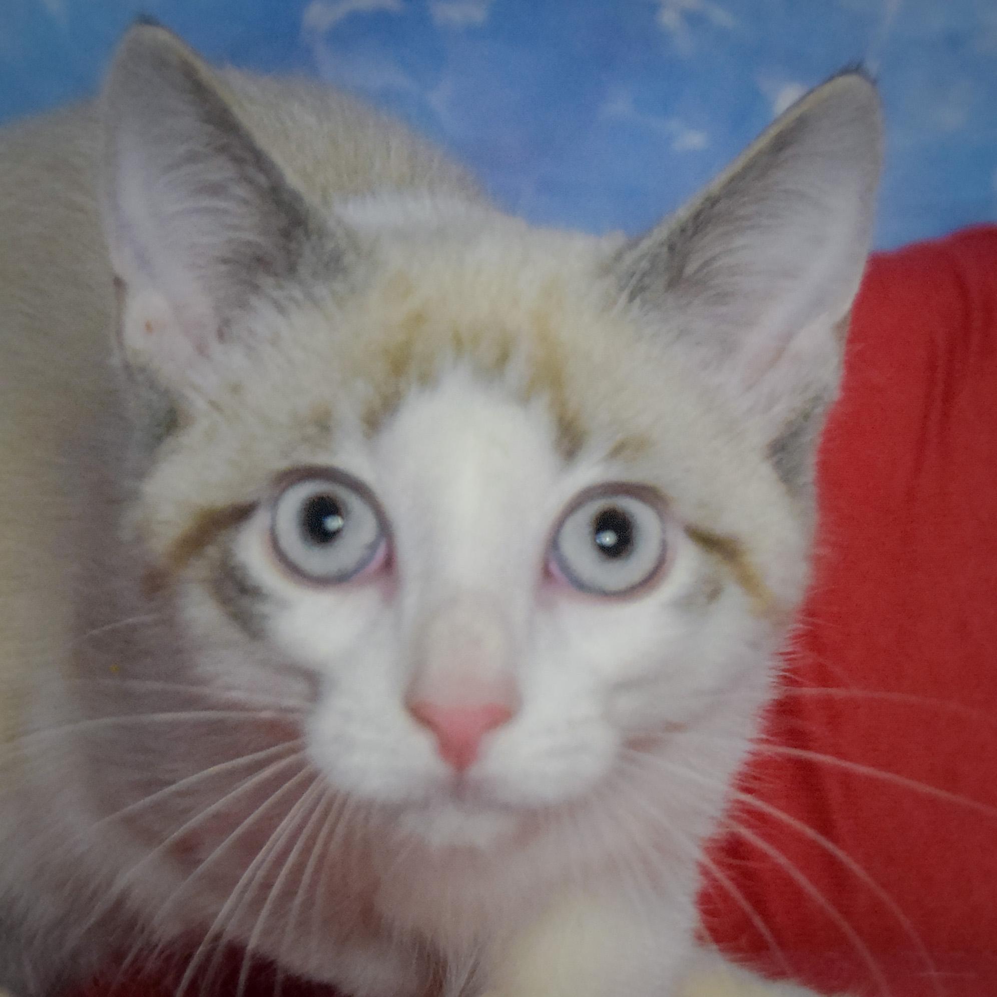 Adam, Adoptable, Kitten Male Siamese & Snowshoe.