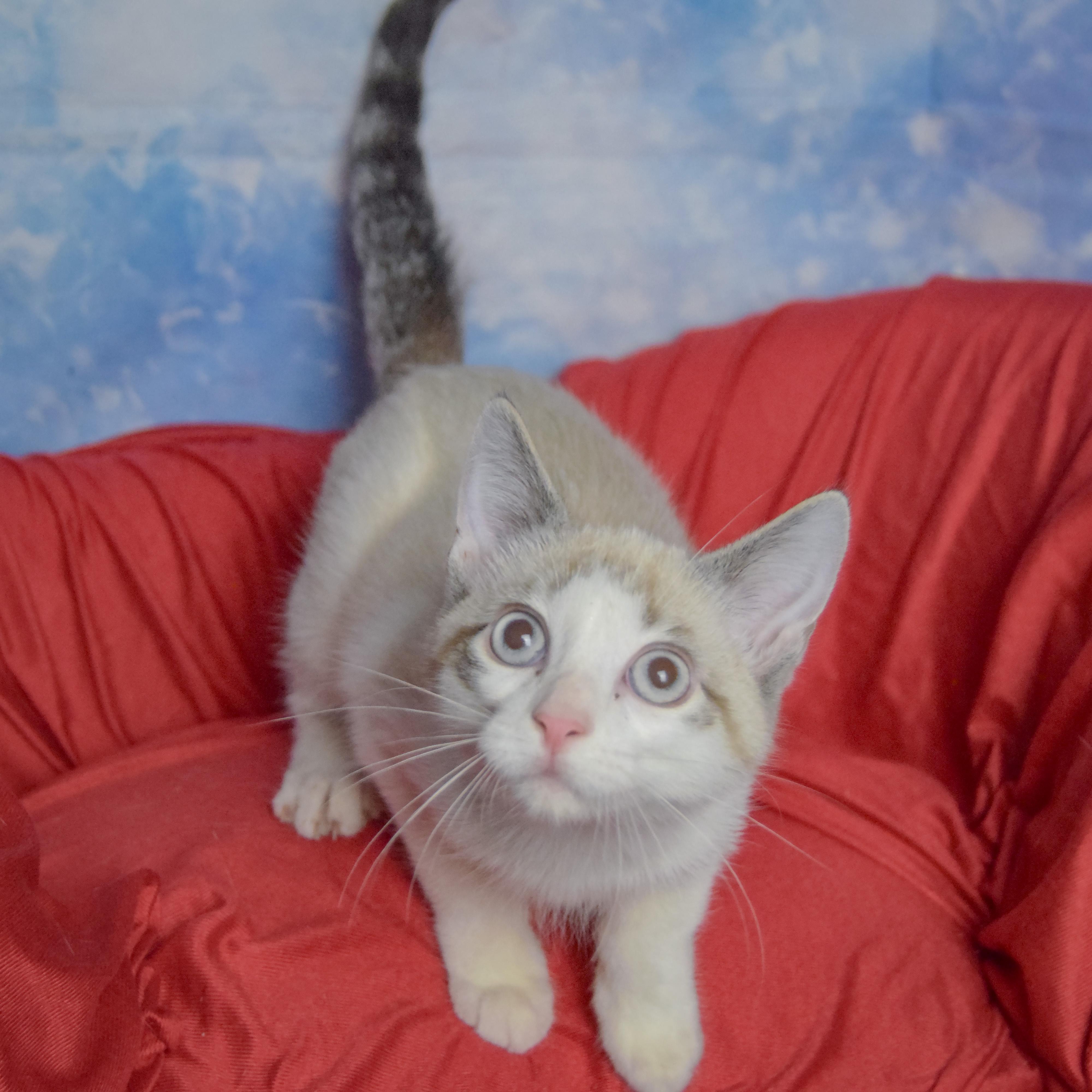 Enlarge Adam, a Adoptable mixed breed in Huntley, IL image 4/4