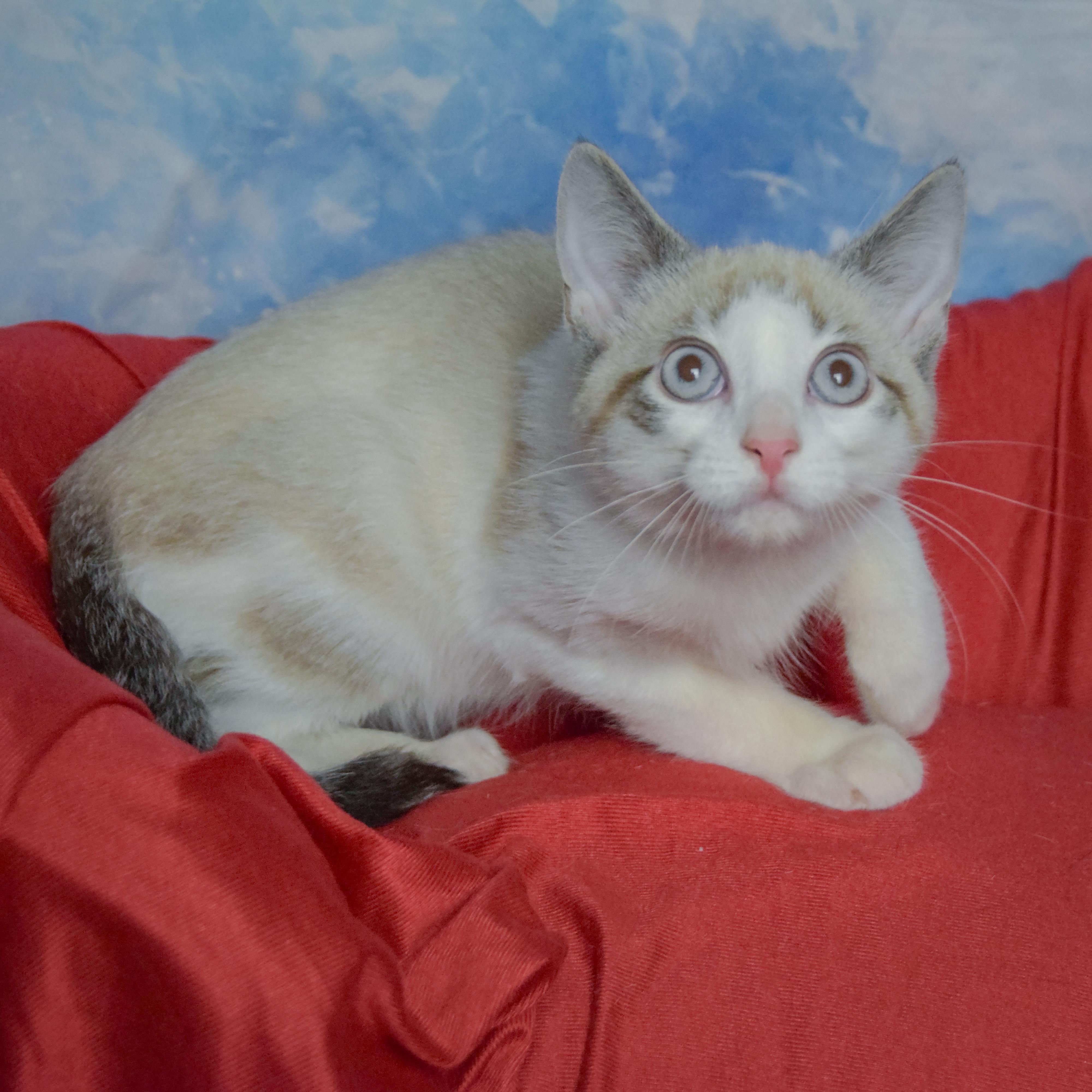 Enlarge Adam, a Adoptable mixed breed in Huntley, IL image 3/4