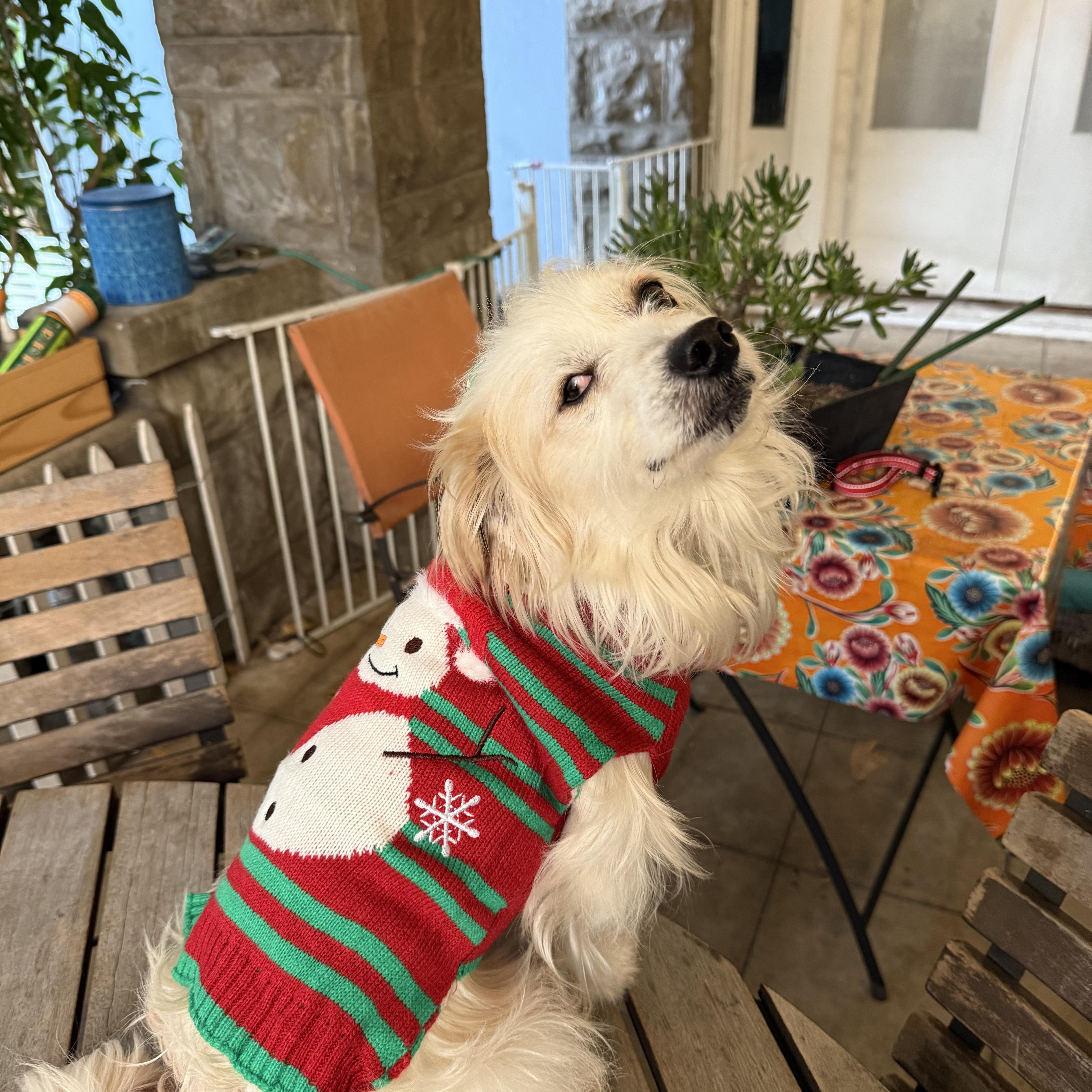 Enlarge Popeye, a Adoptable Maltese in Sun Valley, CA image 1/6