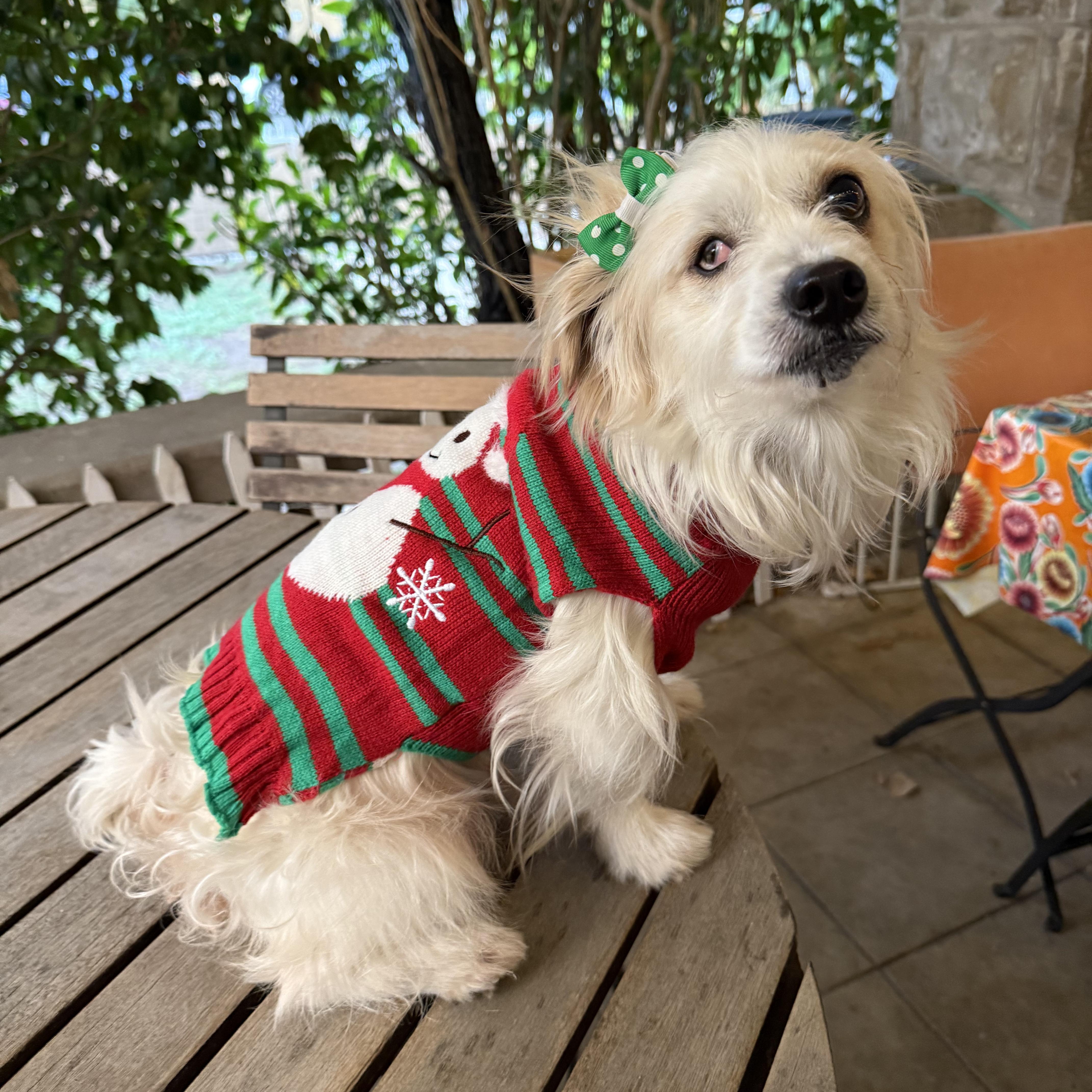 Enlarge Popeye, a Adoptable Maltese in Sun Valley, CA image 2/6