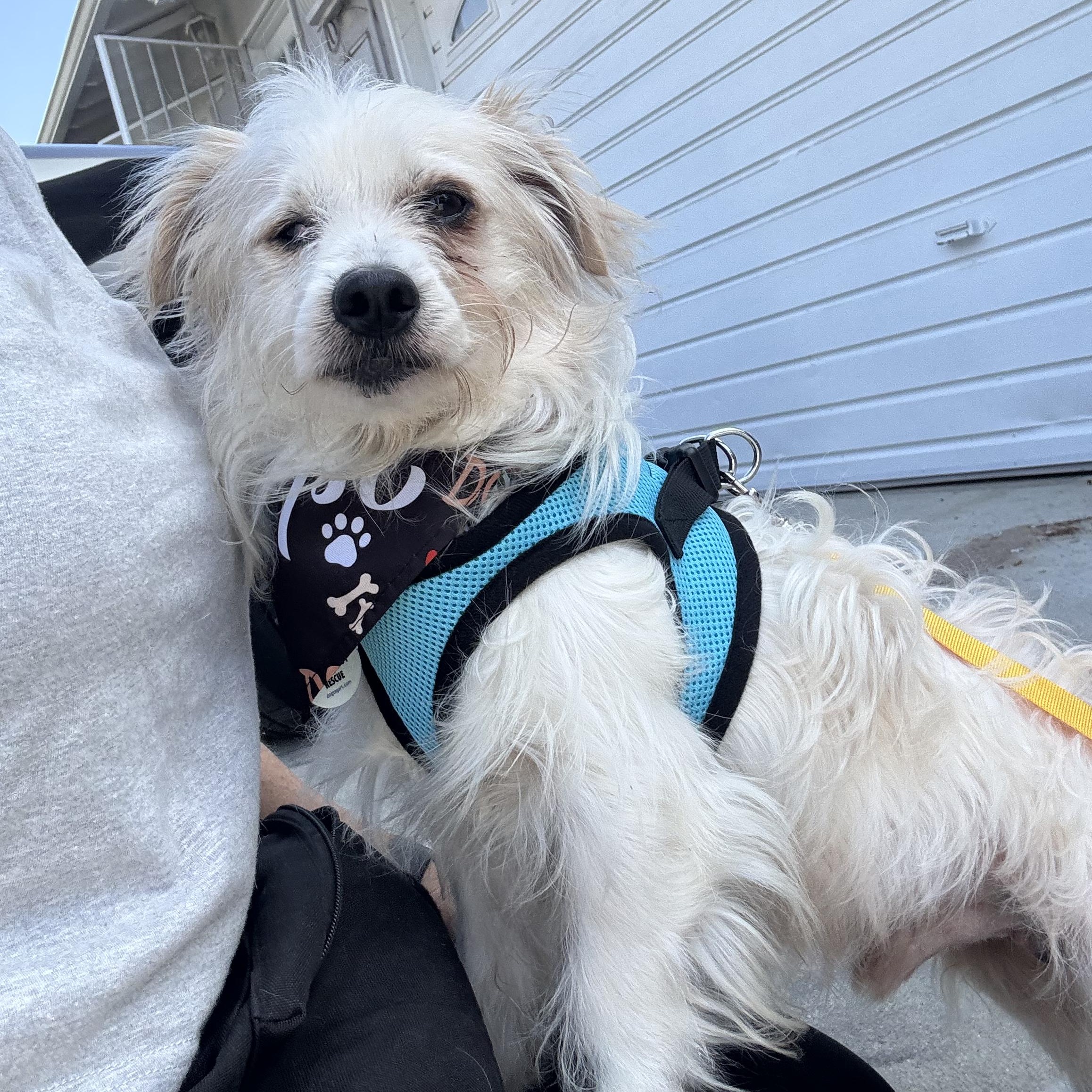 Enlarge Popeye, a Adoptable Maltese in Sun Valley, CA image 5/6