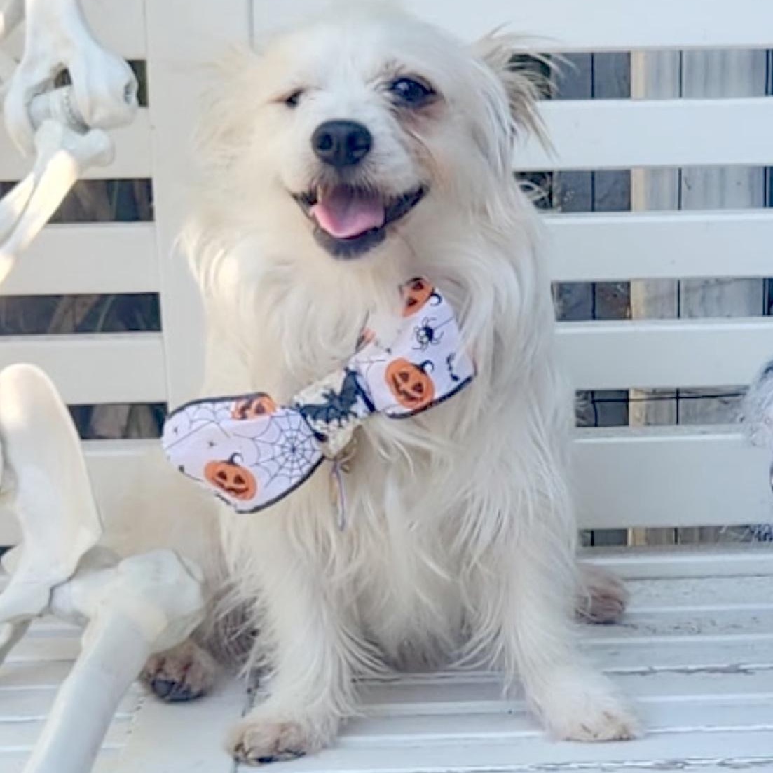 Enlarge Popeye, a Adoptable Maltese in Sun Valley, CA image 3/6