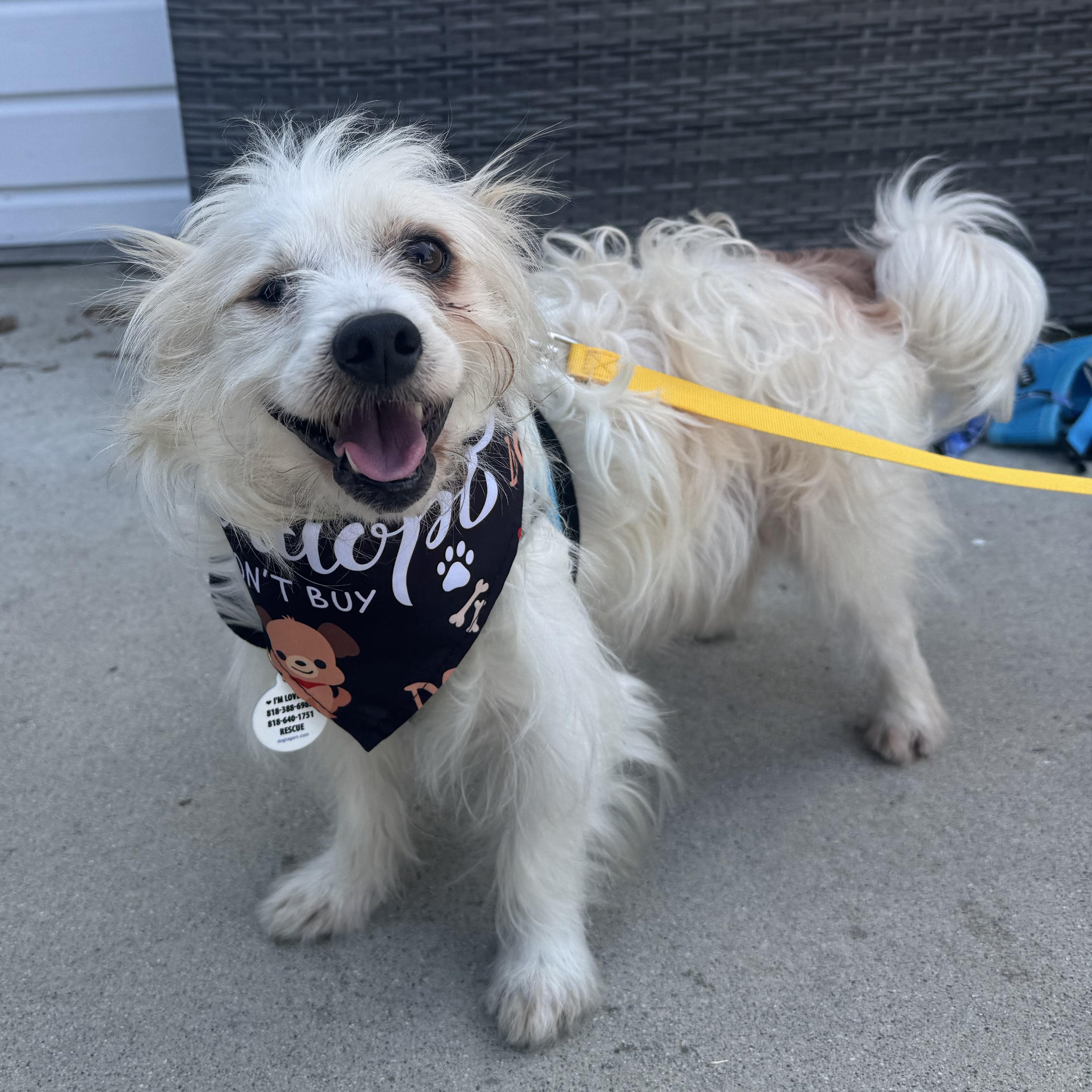 Enlarge Popeye, a Adoptable Maltese in Sun Valley, CA image 4/6