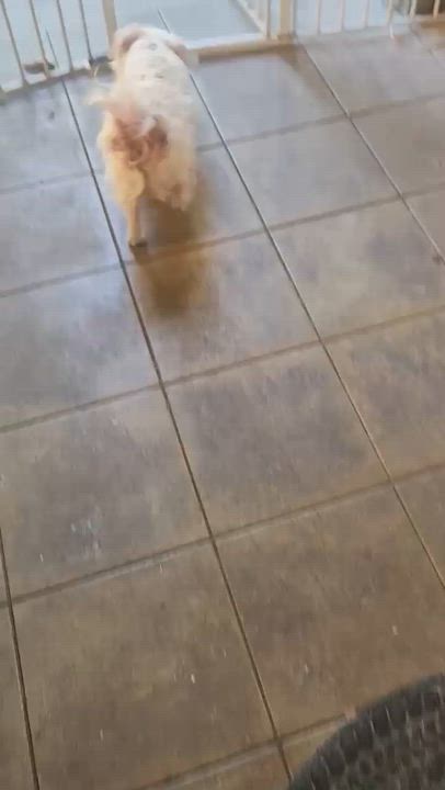 Enlarge Popeye, a Adoptable Maltese in Sun Valley, CA video 6/6