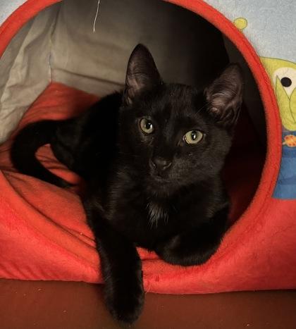 Enlarge Cocoa $50, a Adoptable mixed breed in Seneca, SC image 1/3