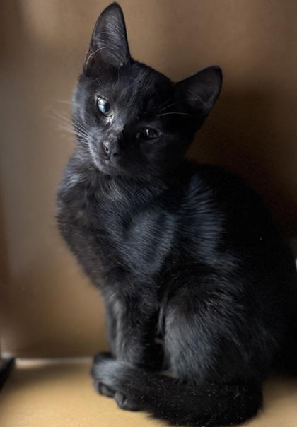 Enlarge Cocoa $50, a Adoptable mixed breed in Seneca, SC image 2/3