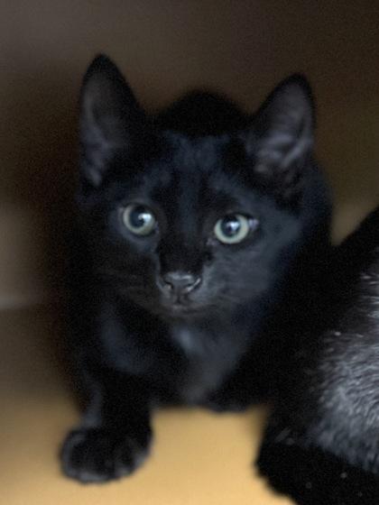 Enlarge Cocoa $50, a Adoptable mixed breed in Seneca, SC image 3/3