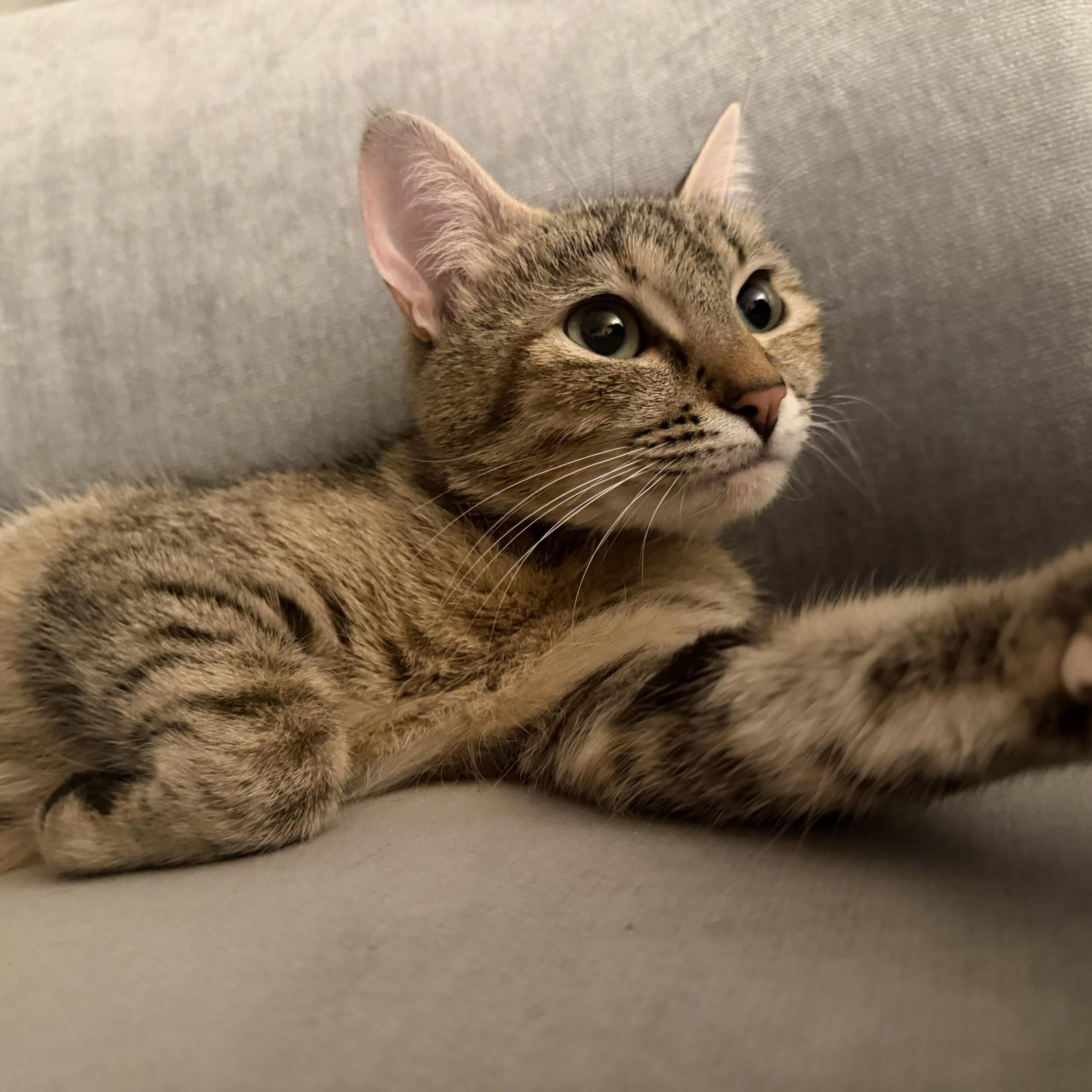 Remy, Adoptable, Young Female Domestic Short Hair & Tabby.