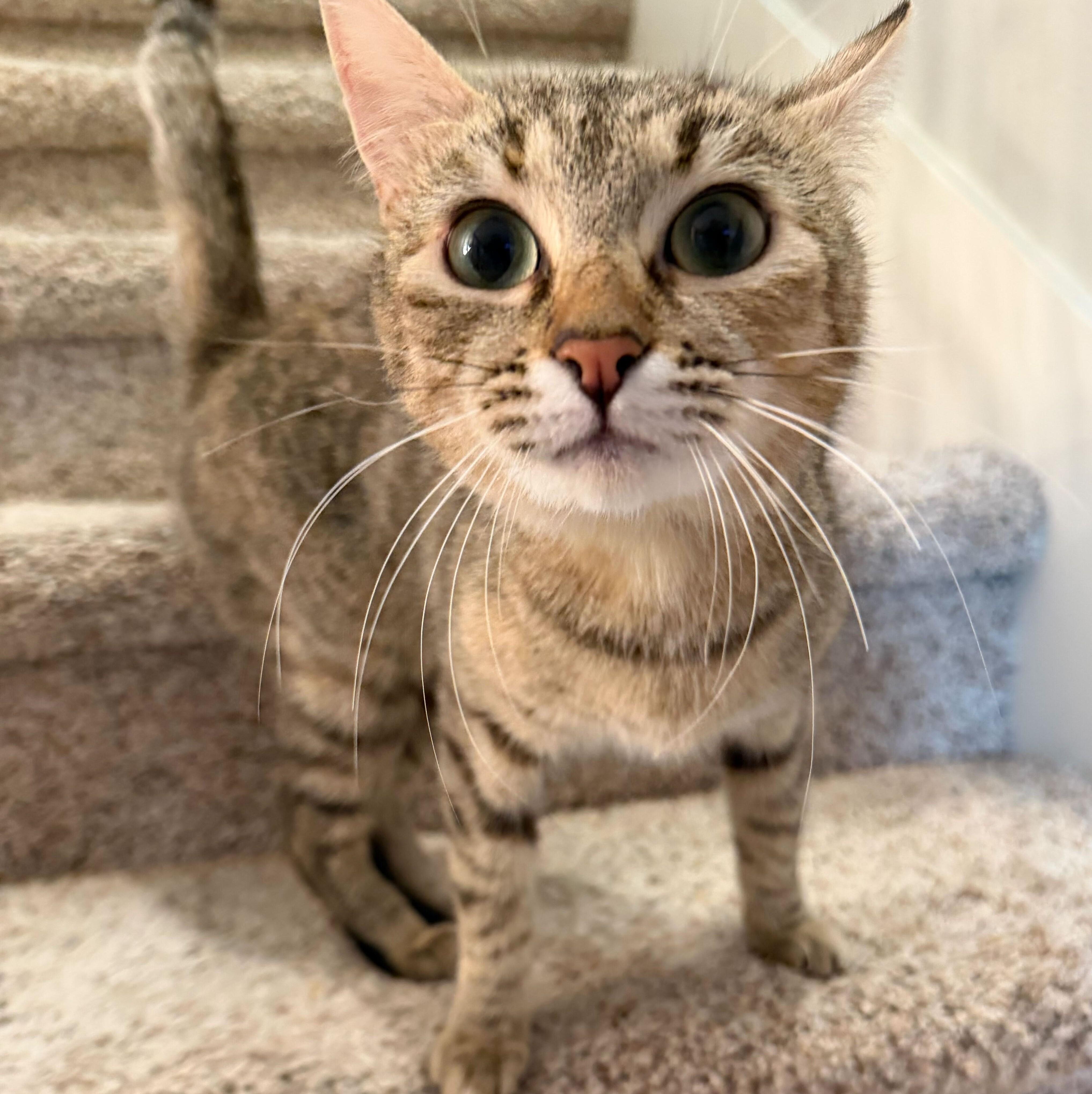 Remy, a Adoptable mixed breed in Wilsonville, OR image 4/6